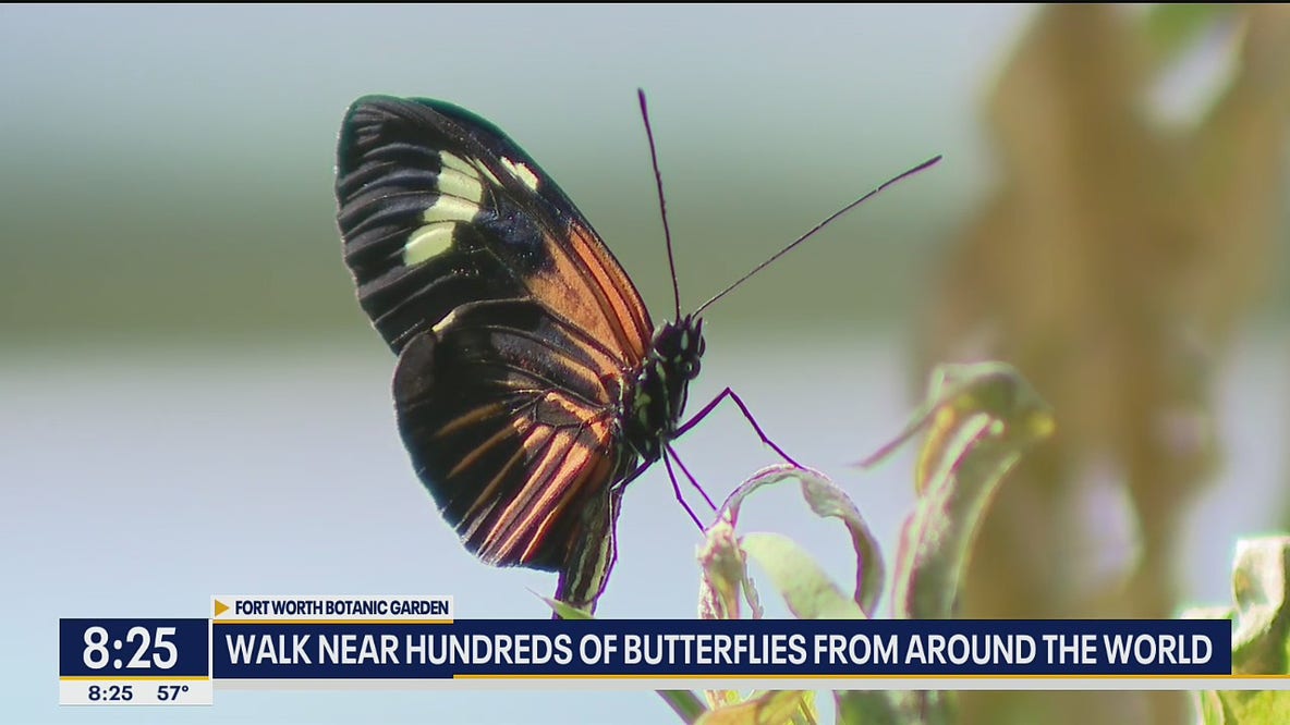 Fort Worth Botanic Garden adds butterfly and bug exhibits